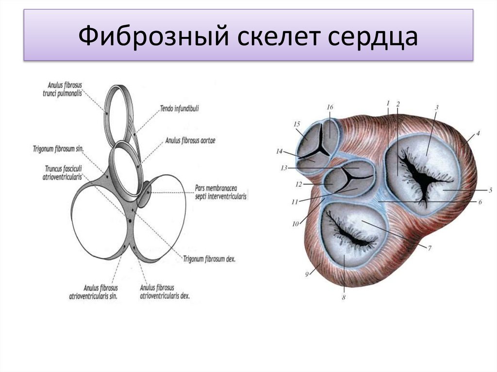 Фиброзный скелет сердца