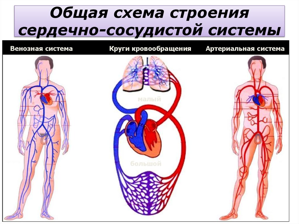 Общая схема строения сердечно-сосудистой системы