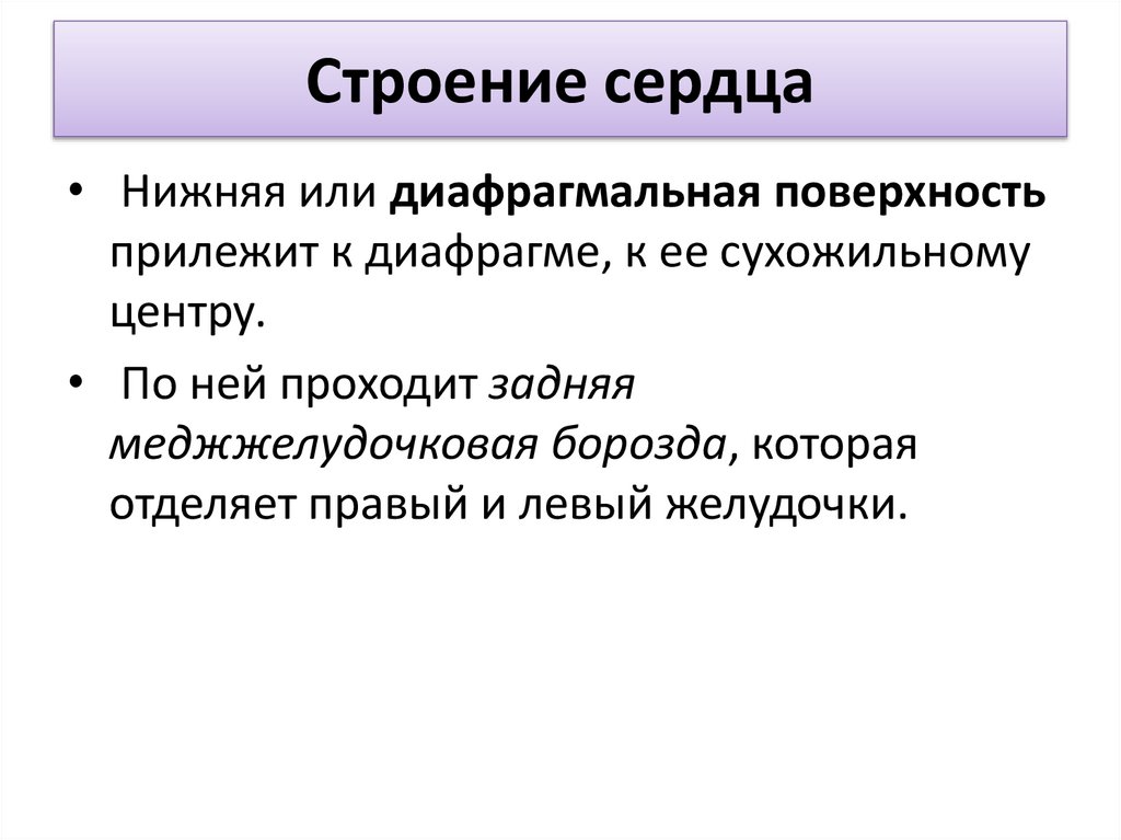 Строение сердца