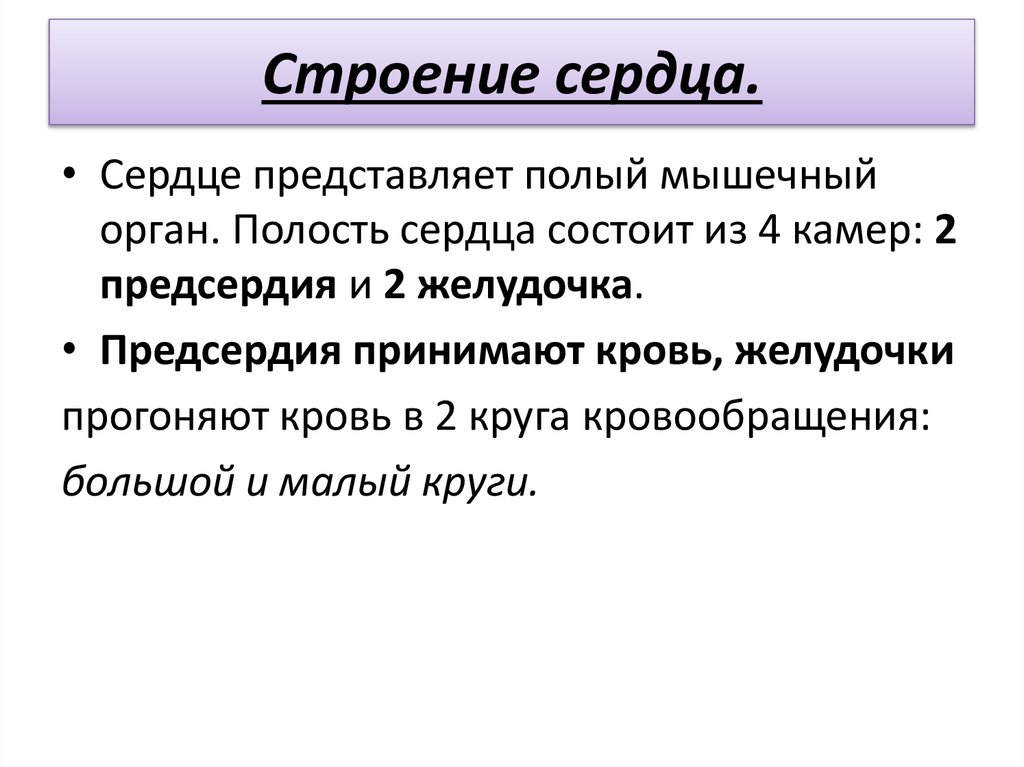 Строение сердца.