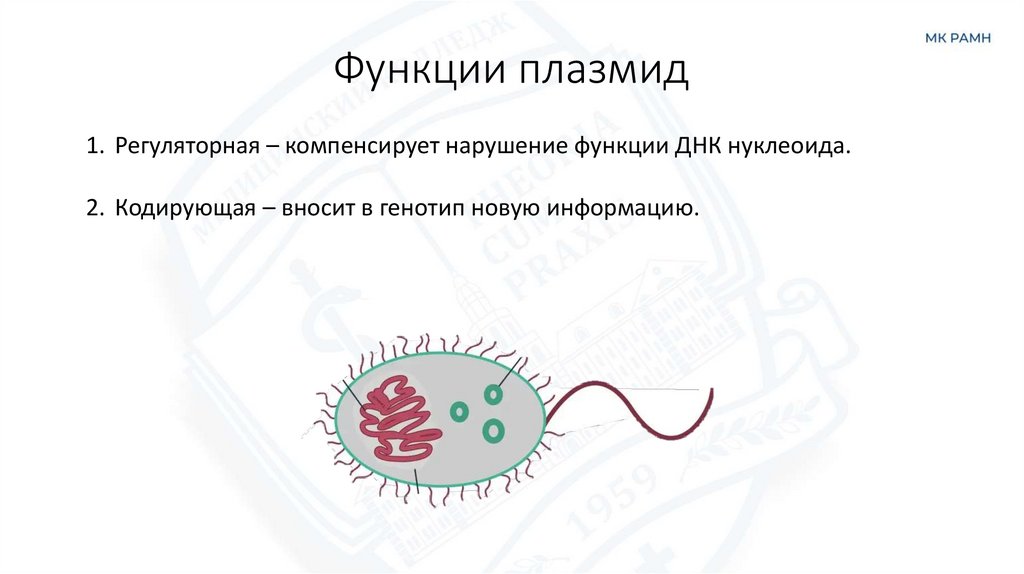 Функции плазмид