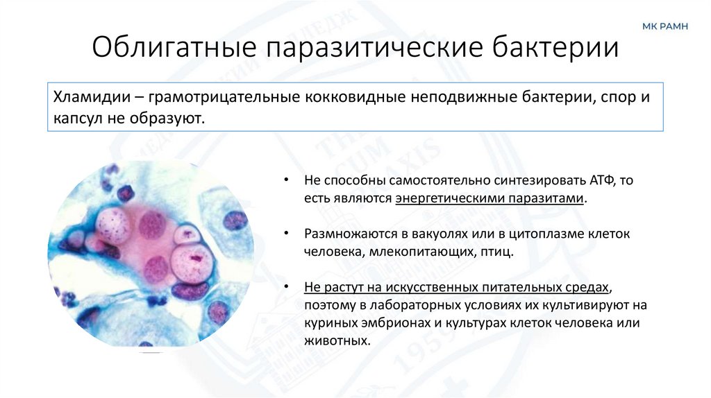 Облигатные паразитические бактерии