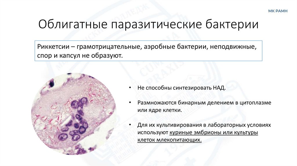 Облигатные паразитические бактерии