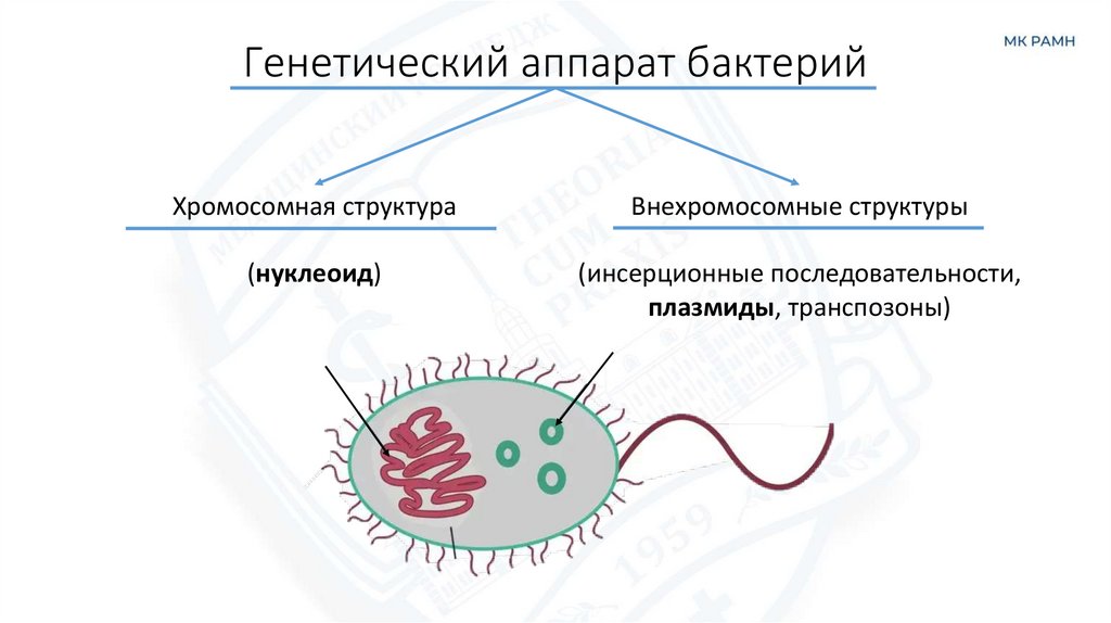 Генетический аппарат бактерий