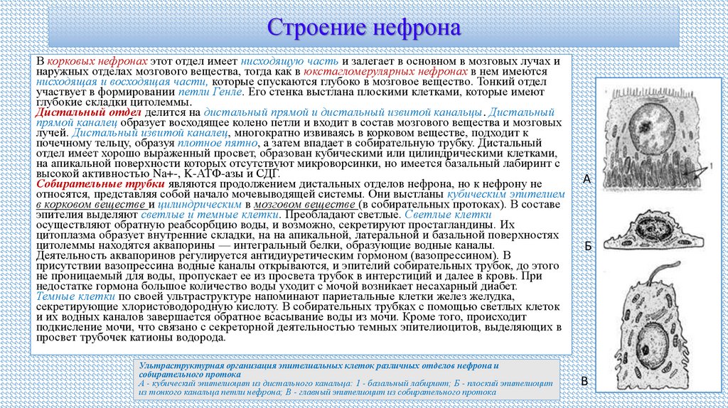 Строение нефрона
