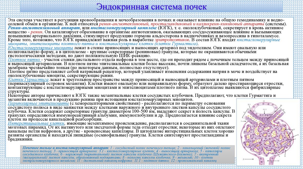 Эндокринная система почек