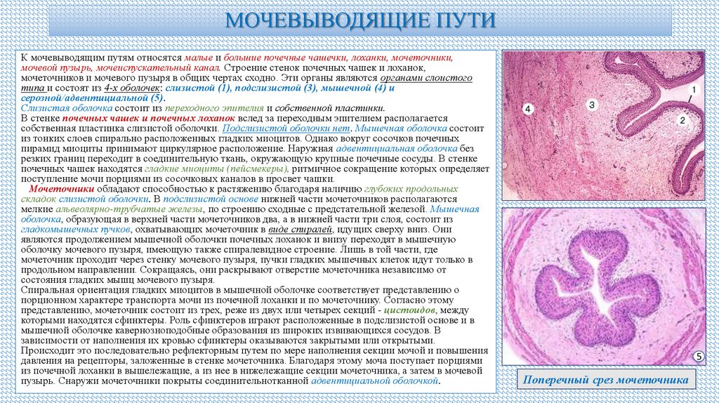 МОЧЕВЫВОДЯЩИЕ ПУТИ
