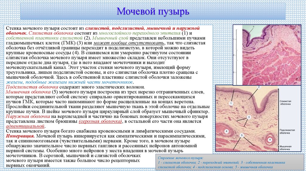 Мочевой пузырь