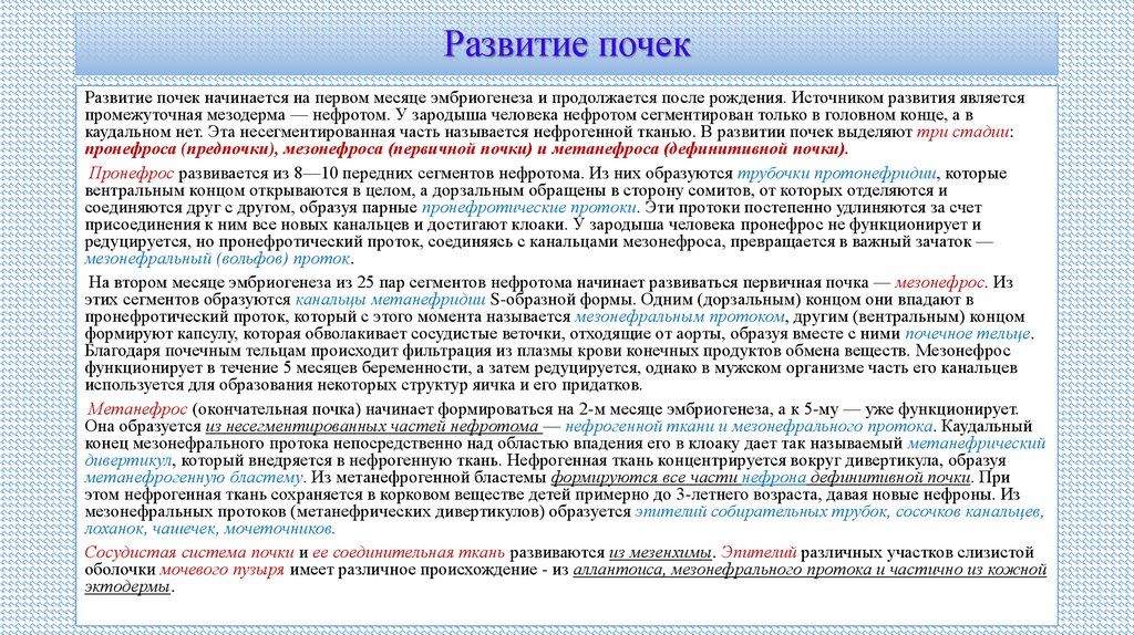 Развитие почек