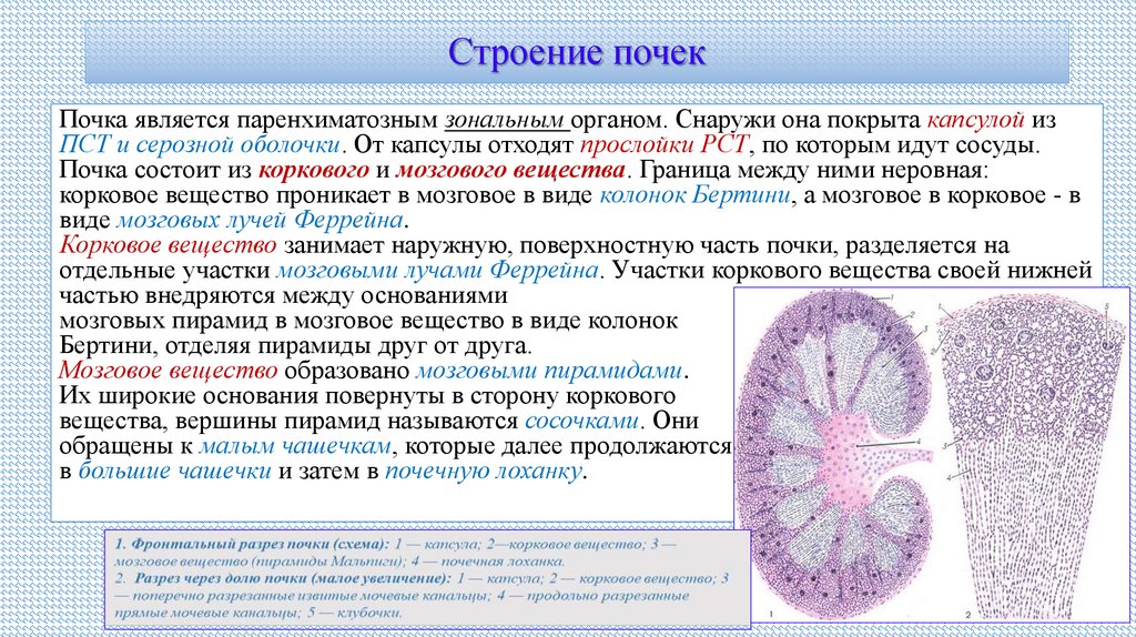 Строение почек
