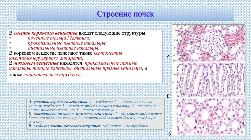 Строение почек