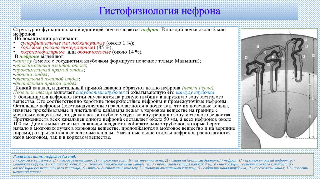Гистофизиология нефрона