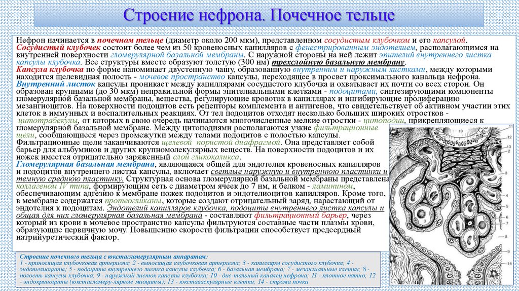 Строение нефрона. Почечное тельце