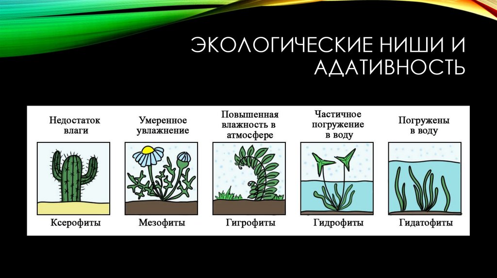 Экологические ниши и адативность