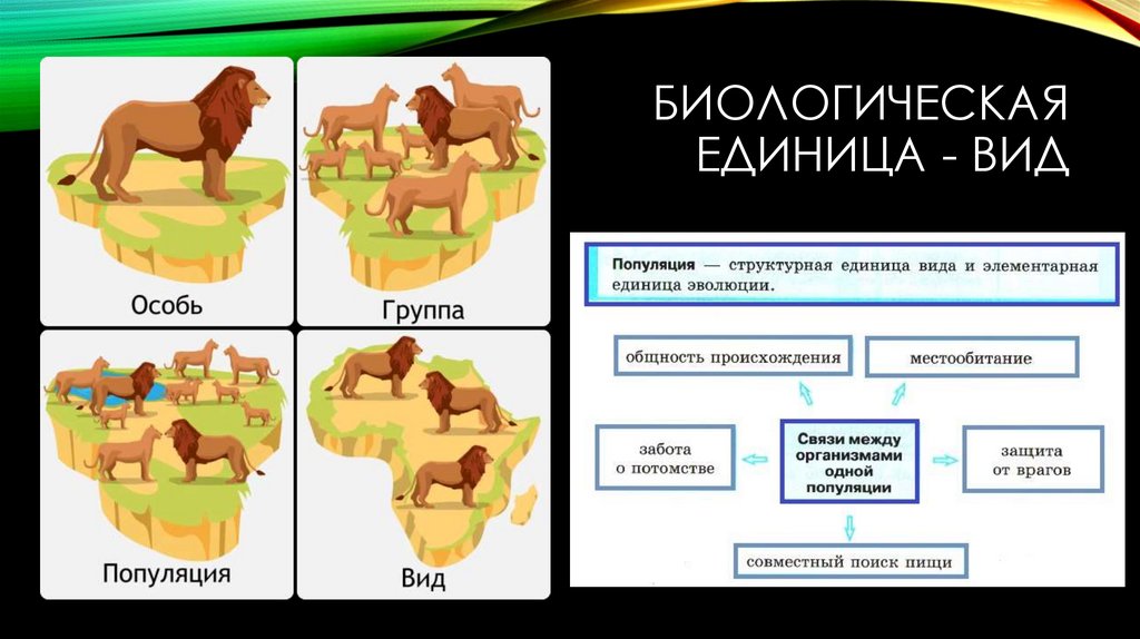 Биологическая единица - вид
