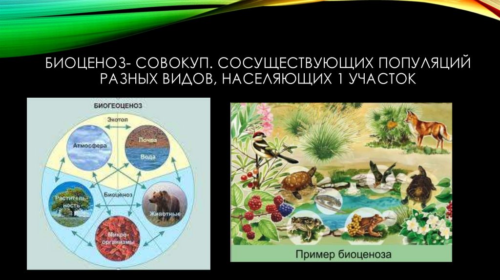Биоценоз- совокуп. Сосуществующих популяций разных видов, населяющих 1 участок