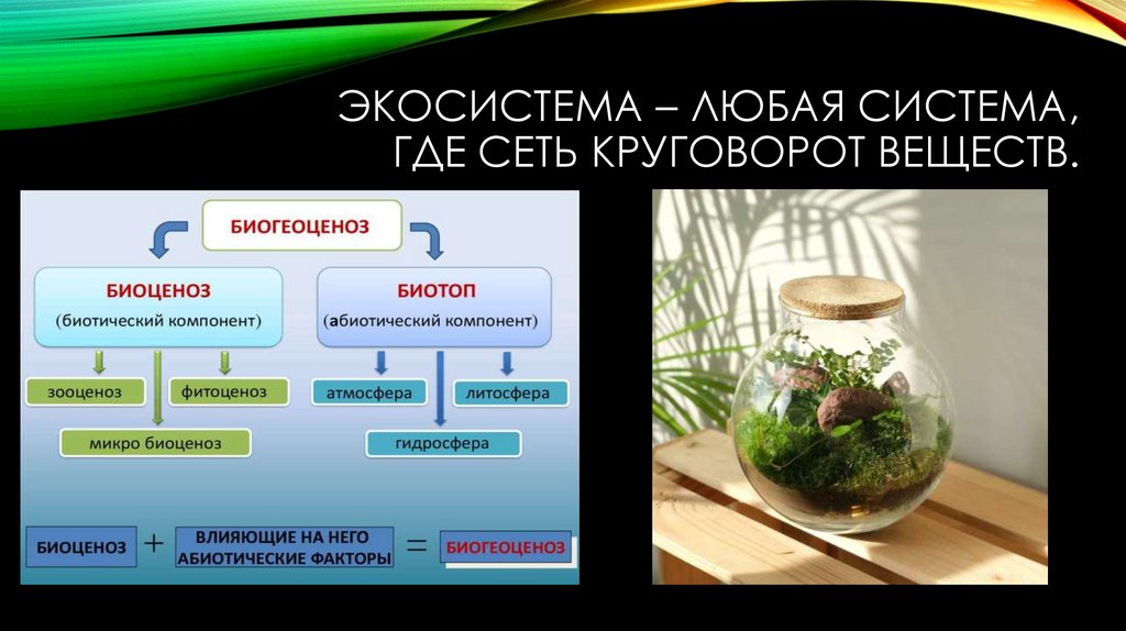 Экосистема – Любая система, где сеть круговорот веществ.