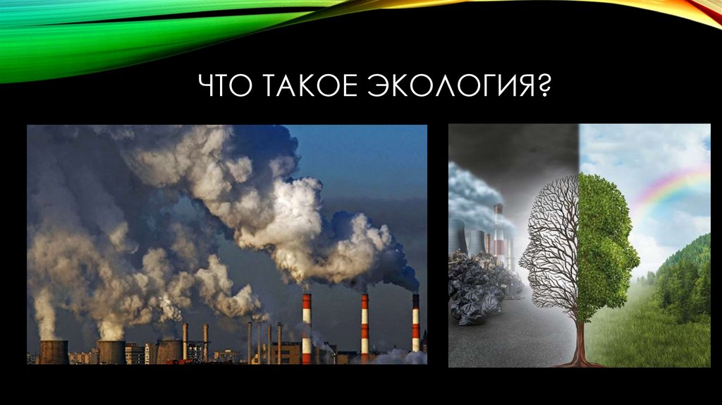 ЧТО ТАКОЕ ЭКОЛОГИЯ?