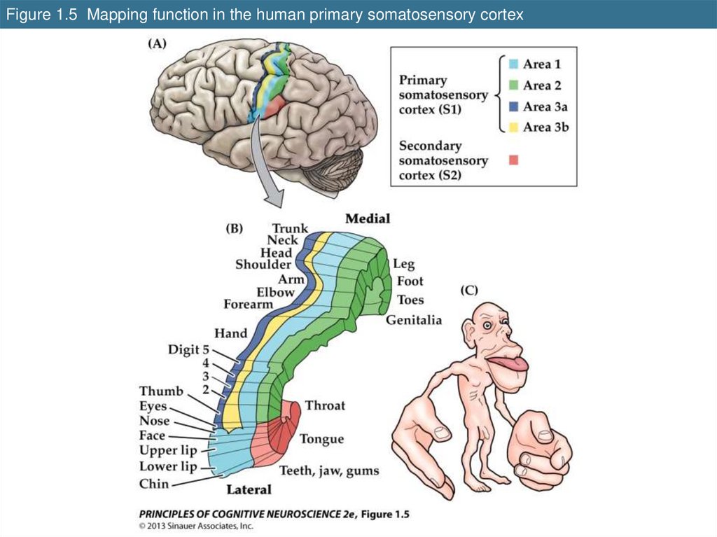 Figure 1.5 Mapping function in the human primary somatosensory cortex