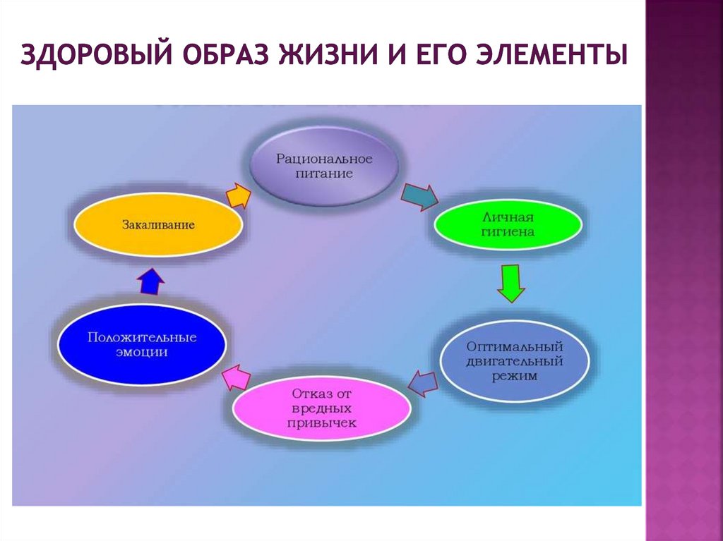 здоровый образ жизни и его элементы