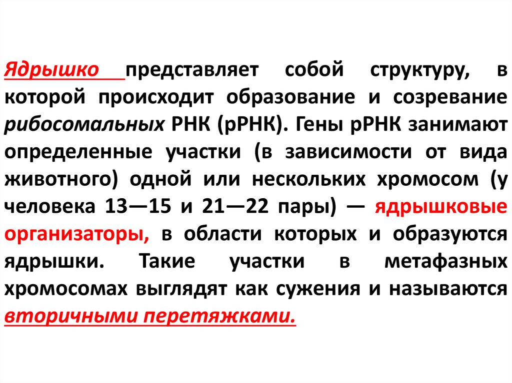 Ядрышко представляет собой структуру, в которой происходит образование и созревание рибосомальных РНК (рРНК). Гены рРНК