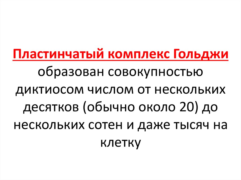 Пластинчатый комплекс Гольджи образован совокупностью диктиосом числом от нескольких десятков (обычно около 20) до нескольких