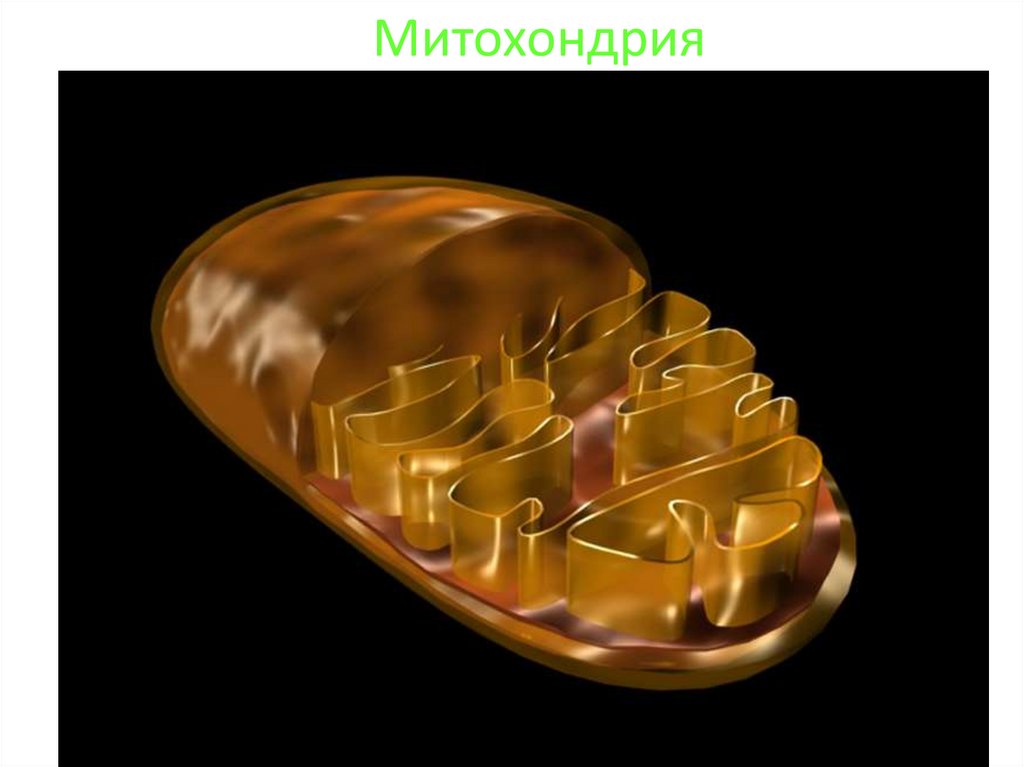 Митохондрия