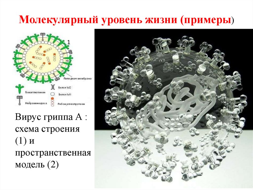 Молекулярный уровень жизни (примеры)