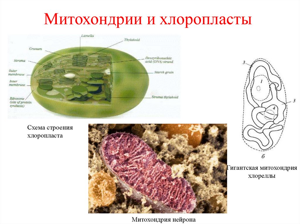 Митохондрии и хлоропласты