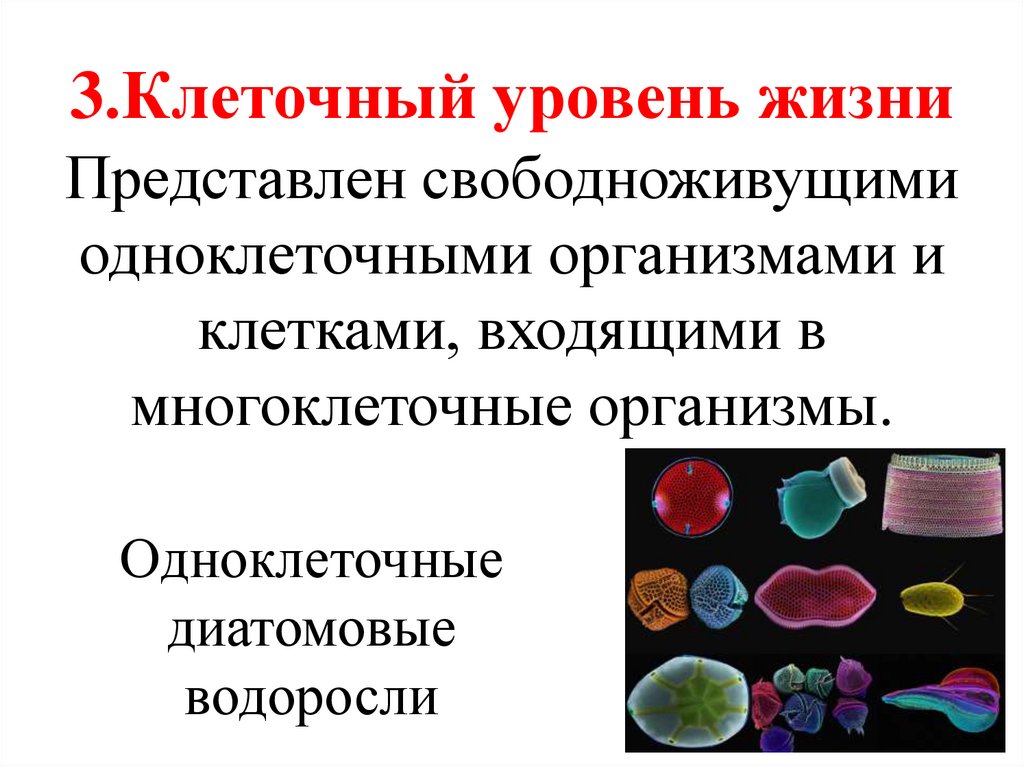 3.Клеточный уровень жизни