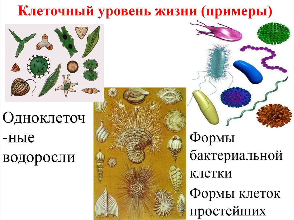 Клеточный уровень жизни (примеры)
