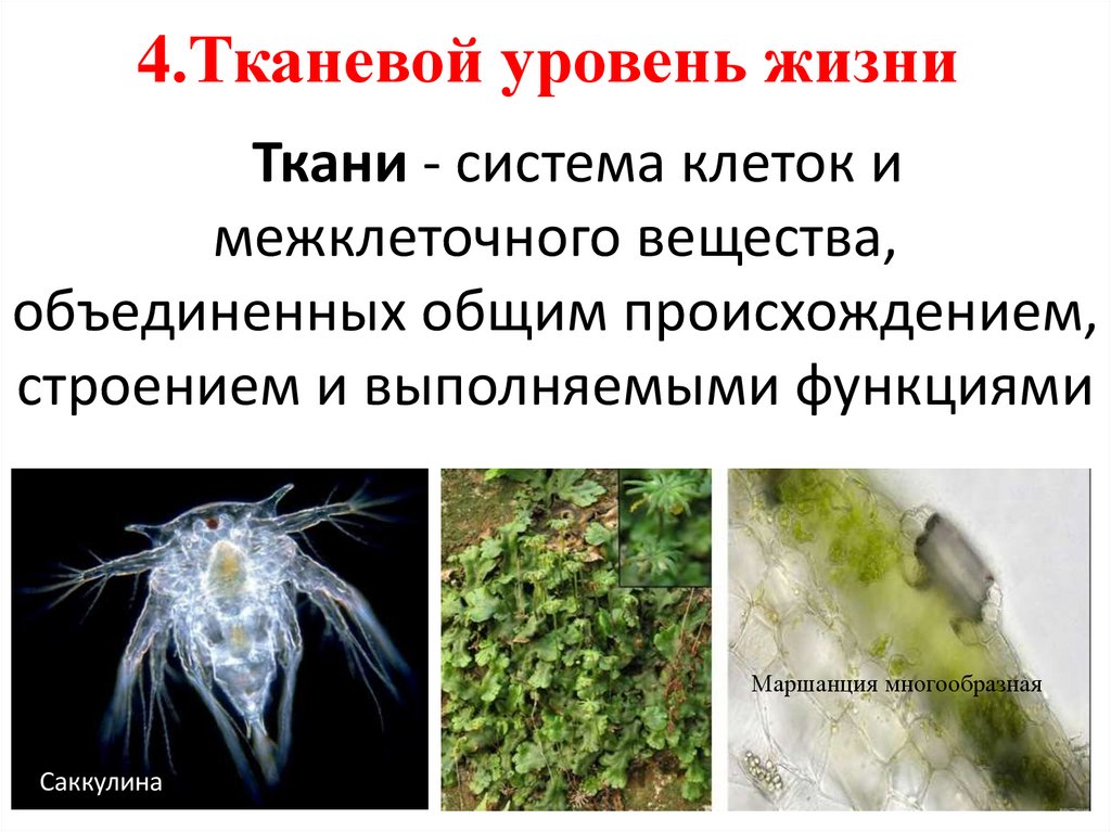 4.Тканевой уровень жизни