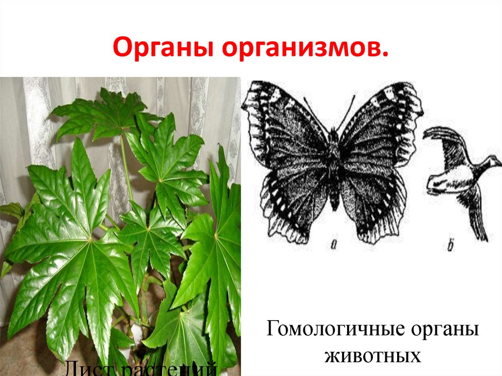 Органы организмов.