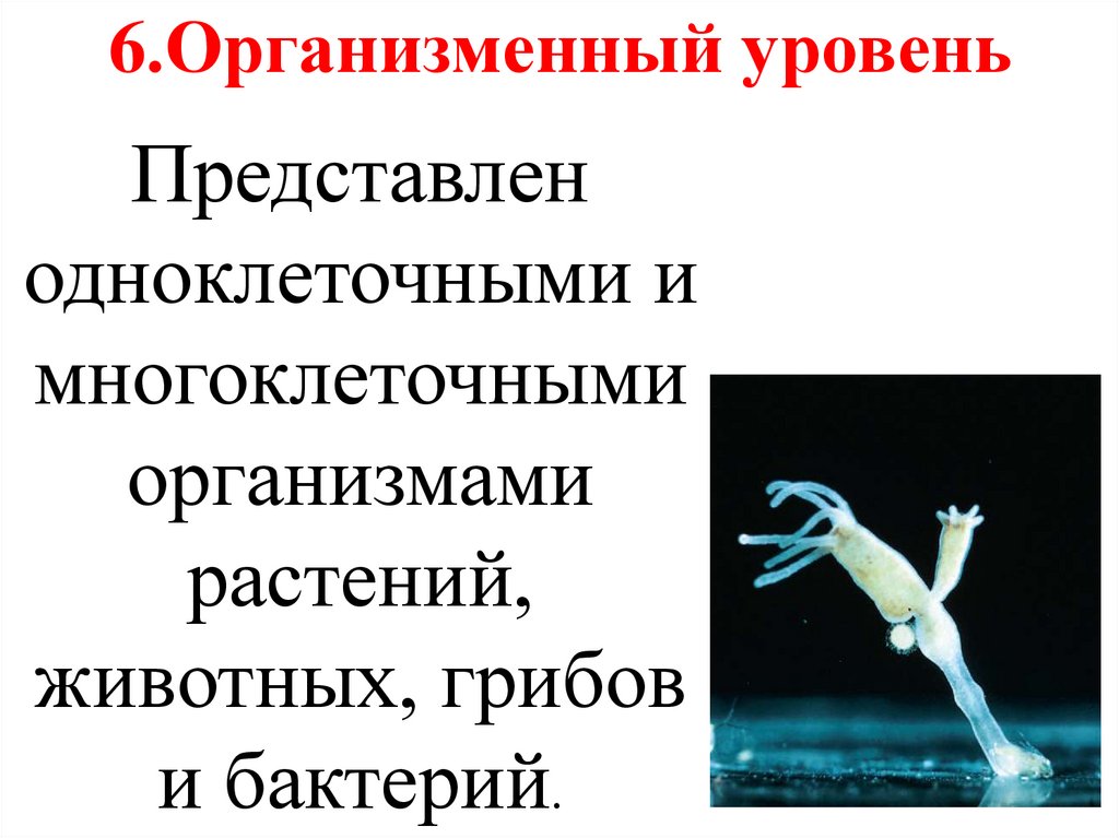 6.Организменный уровень