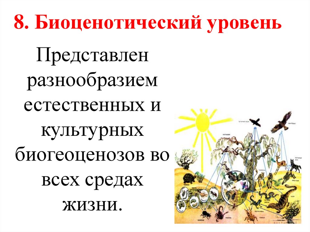 8. Биоценотический уровень