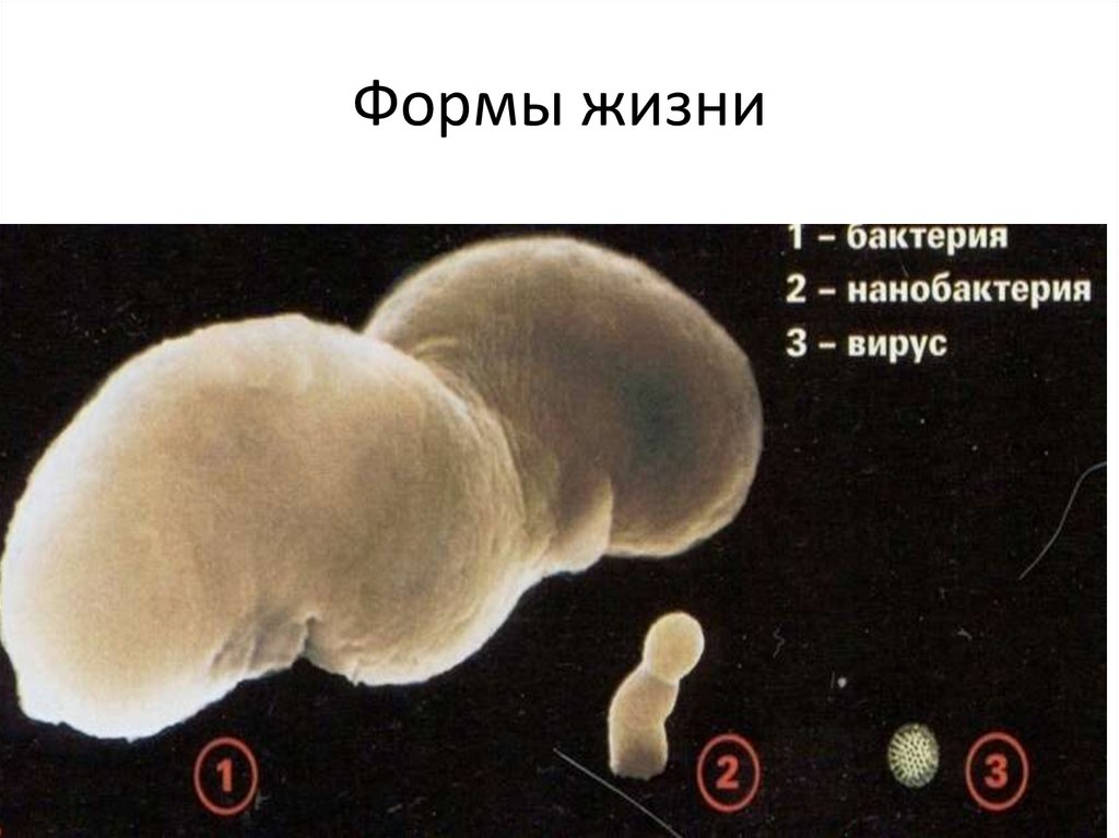 Формы жизни