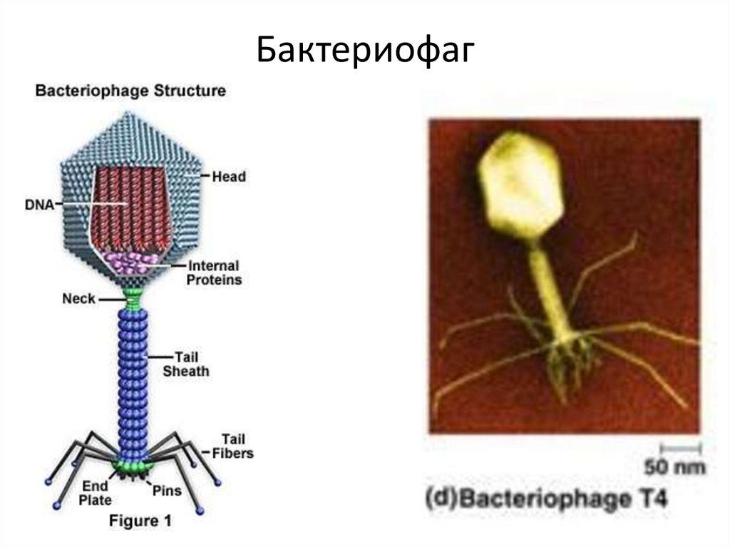 Бактериофаг