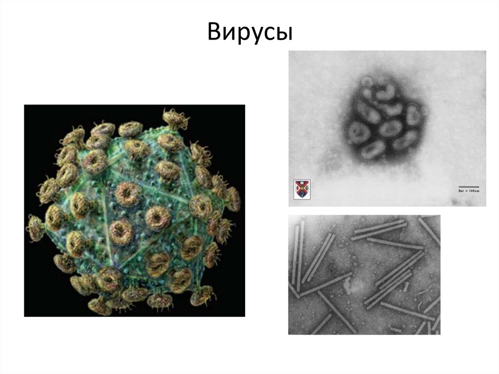 Вирусы