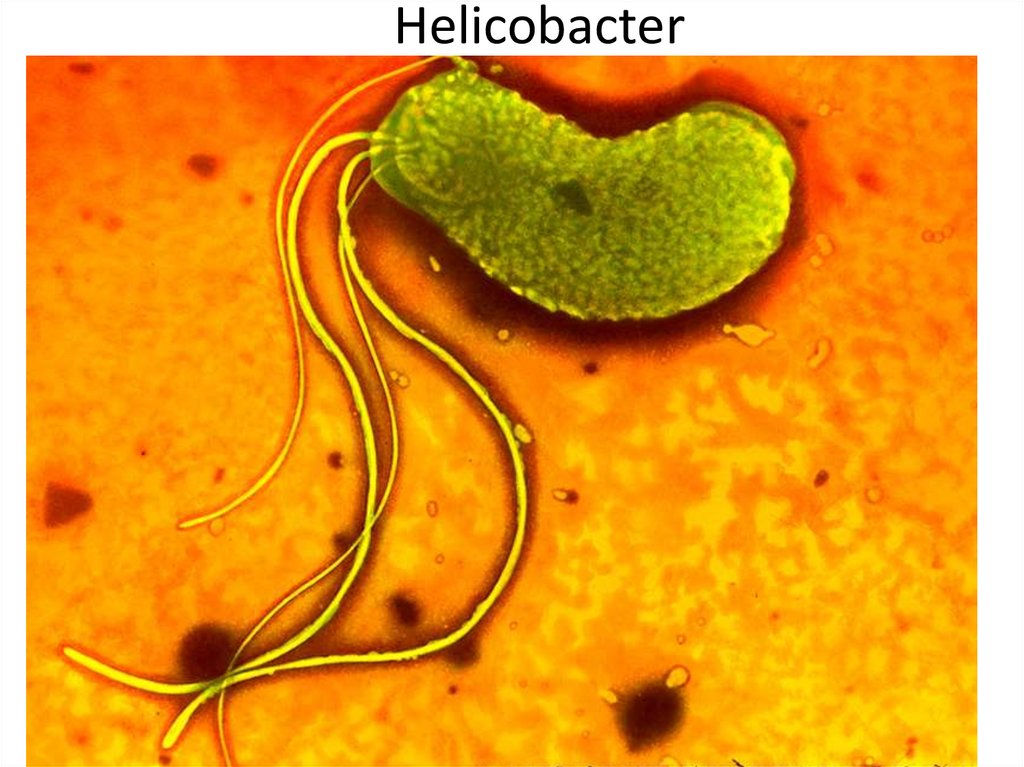 Helicobacter