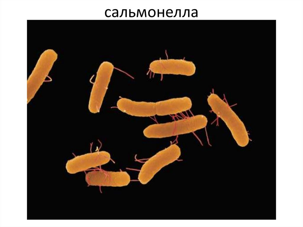 сальмонелла