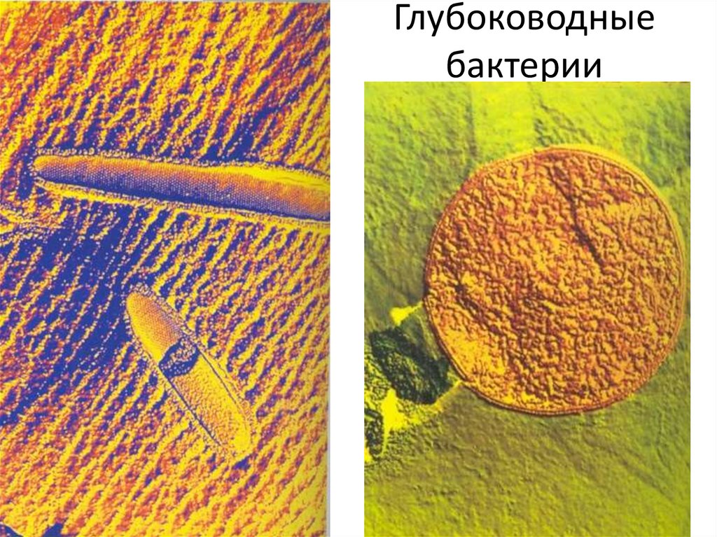 Глубоководные бактерии