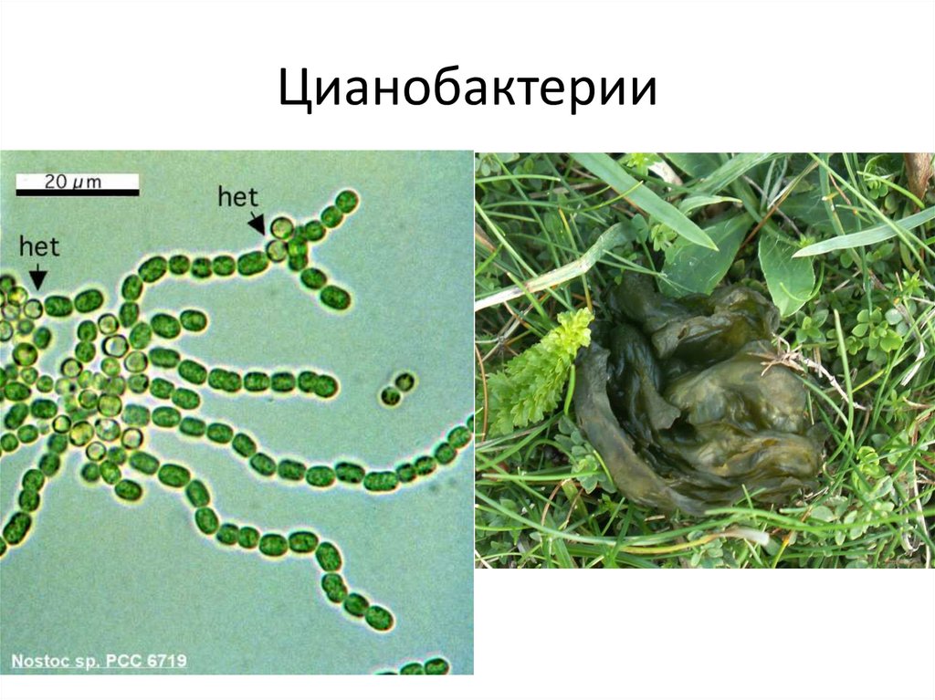 Цианобактерии