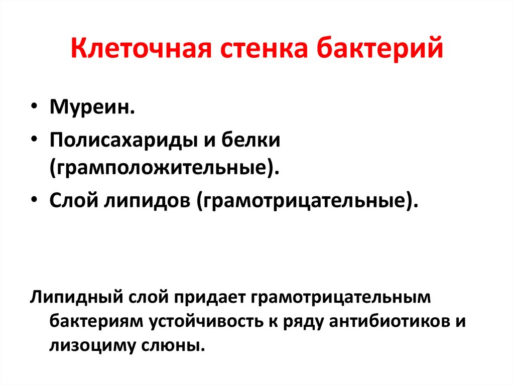 Клеточная стенка бактерий