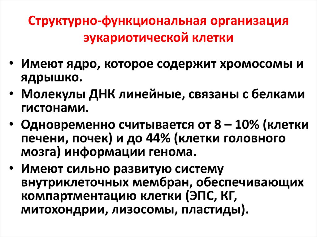 Структурно-функциональная организация эукариотической клетки
