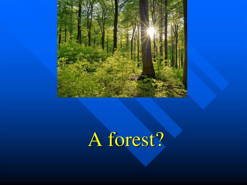 A forest?