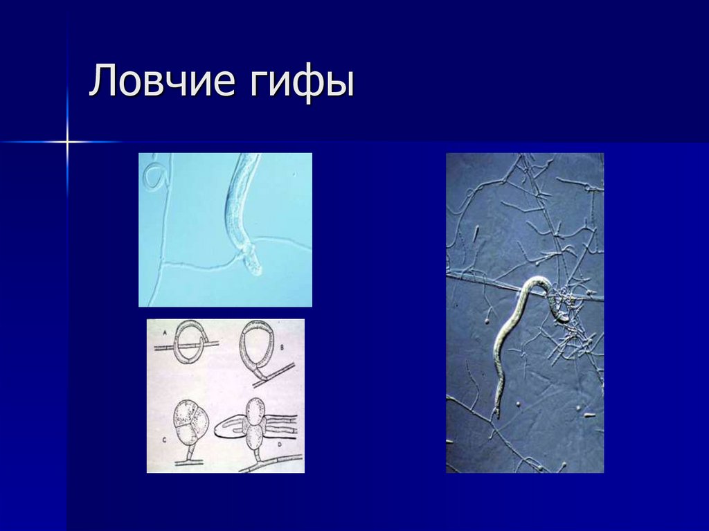 Ловчие гифы