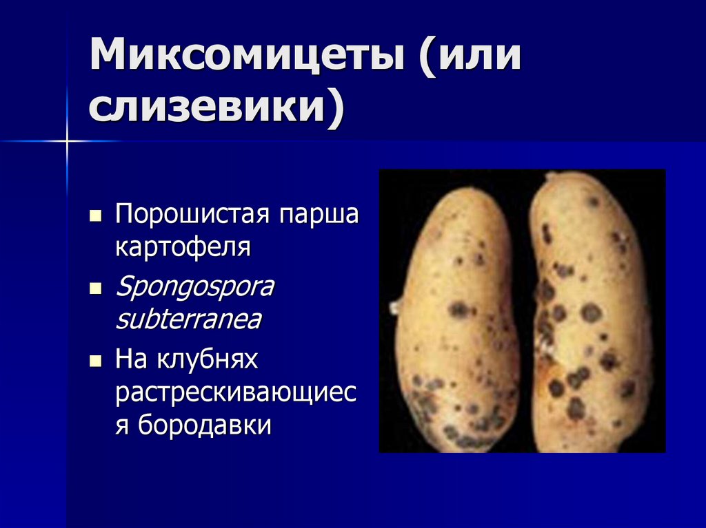 Миксомицеты (или слизевики)