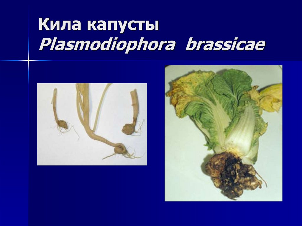 Кила капусты Plasmodiophora brassicae