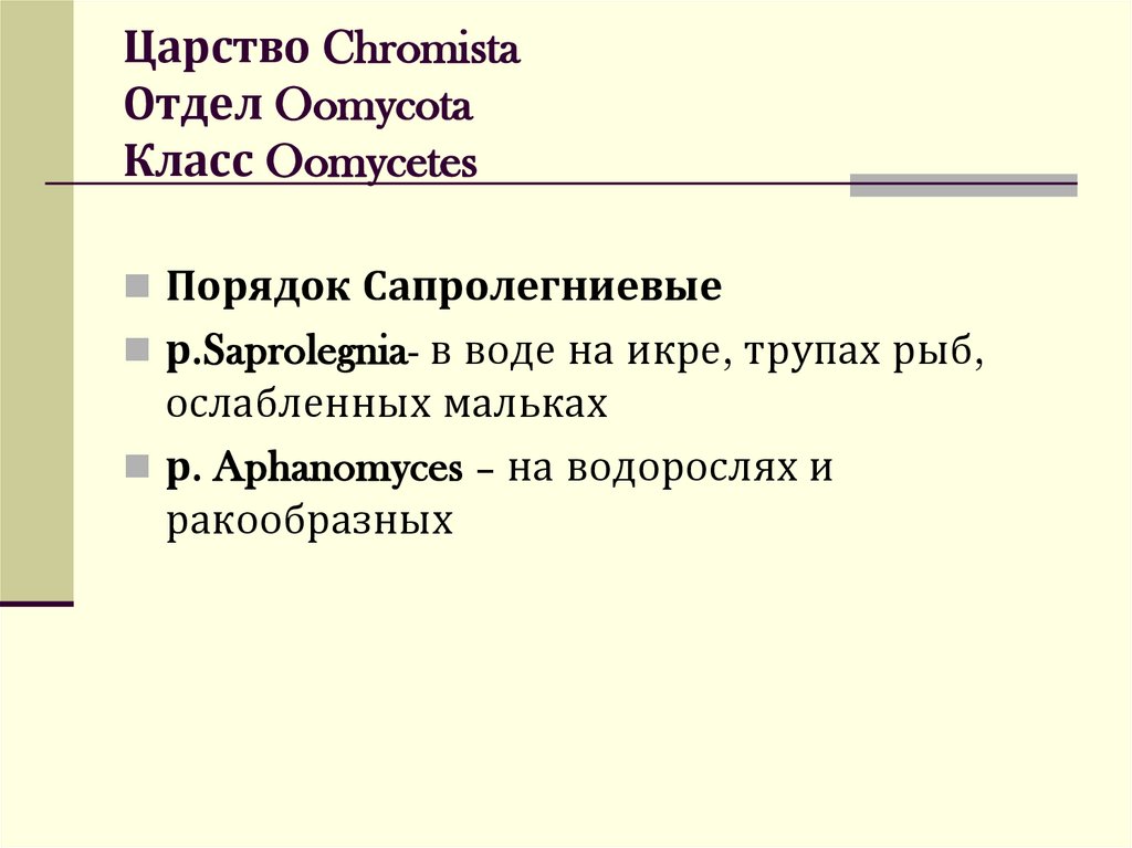 Царство Chromista Отдел Oomycota Класс Oomycetes