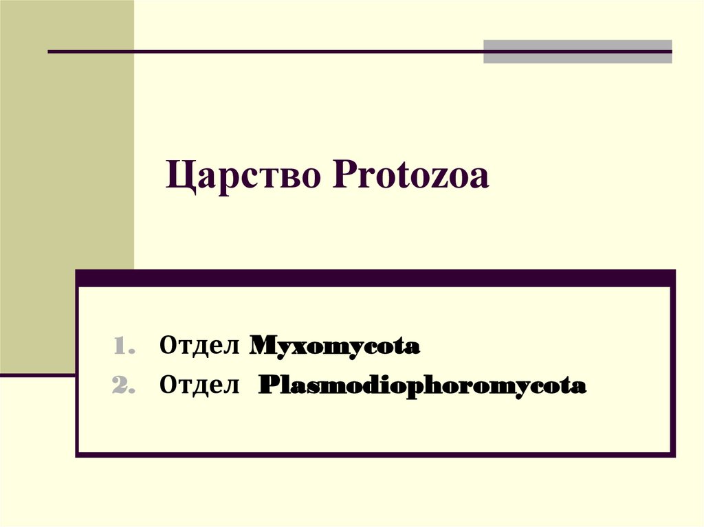 Царство Protozoa